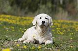 GOLDEN RETRIEVER 909